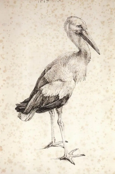 Cigüeña