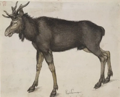 Elk
