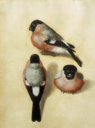Tres camachuelos