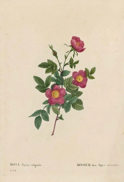 Alpina ordinary. "Roses"