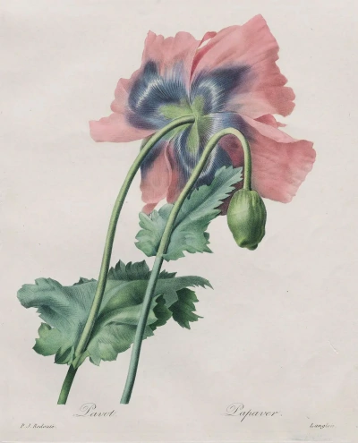 Amapolas "Selección de las flores más bonitas"