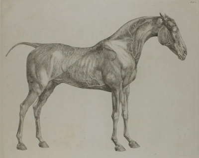 Anatomía del caballo