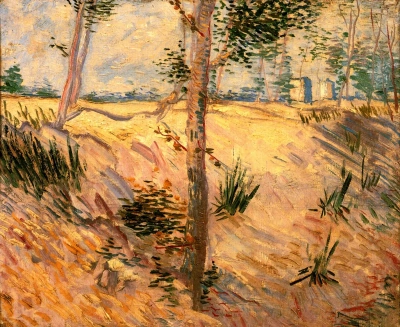 Árbol en un campo en un día soleado