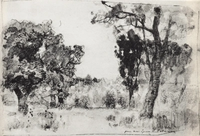 Árboles al borde del bosque.