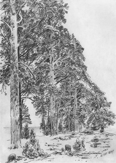 Árboles de pino en la orilla del mar.