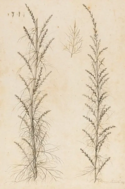 Artemisia.