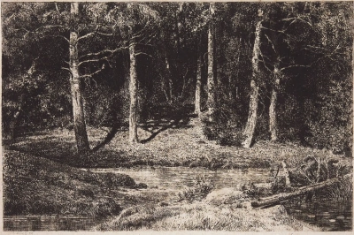 Birch