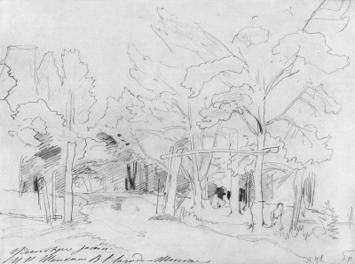 Bosque de pinos. Estudio para la pintura "pinar"