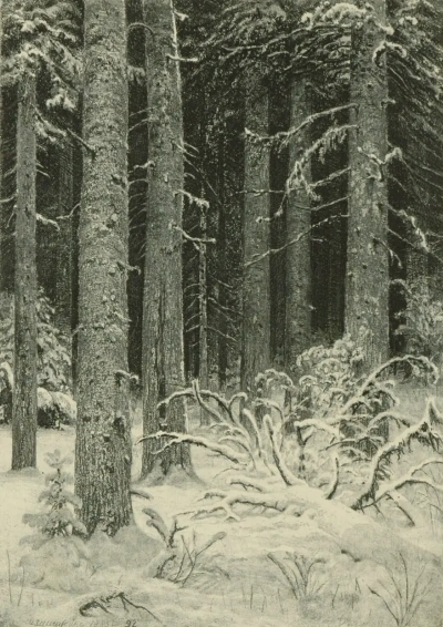 Bosque denso