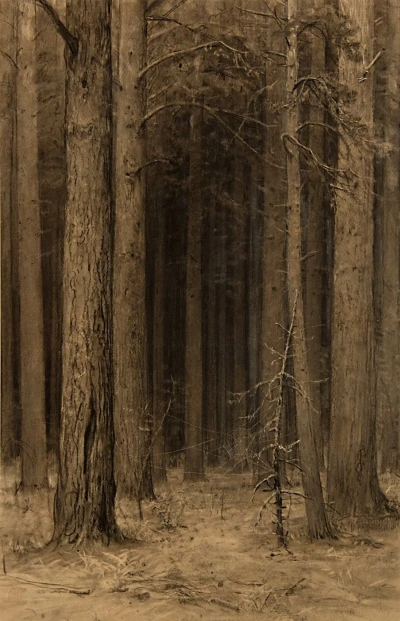 Bosque en la web