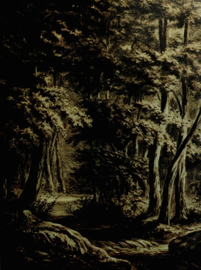 Bosque por el arroyo