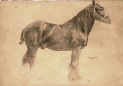 Caballo de trabajo