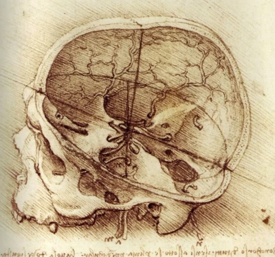 Calavera humana