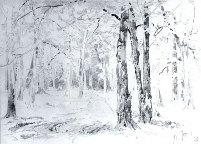 Camino en el bosque.