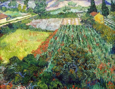 Campo de amapolas.