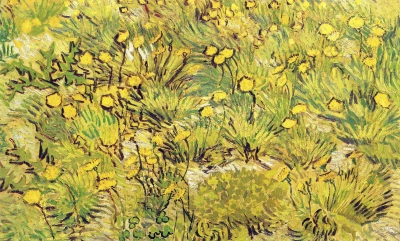 Campo de flores amarillas.