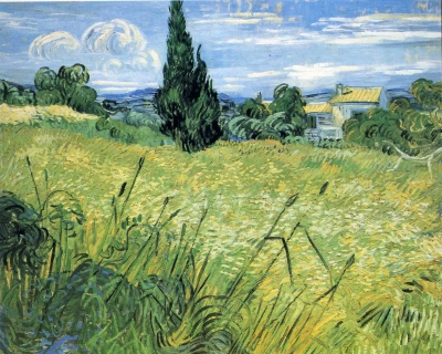 Campo de trigo verde con cipreses