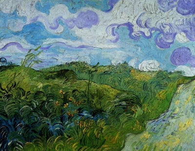Campos de trigo verde