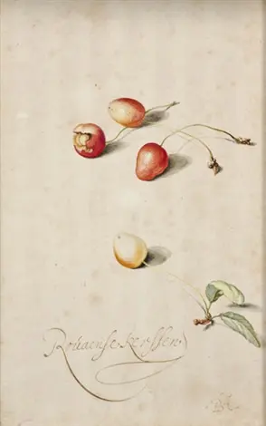 Cereza