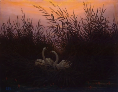 Cisnes en las cañas