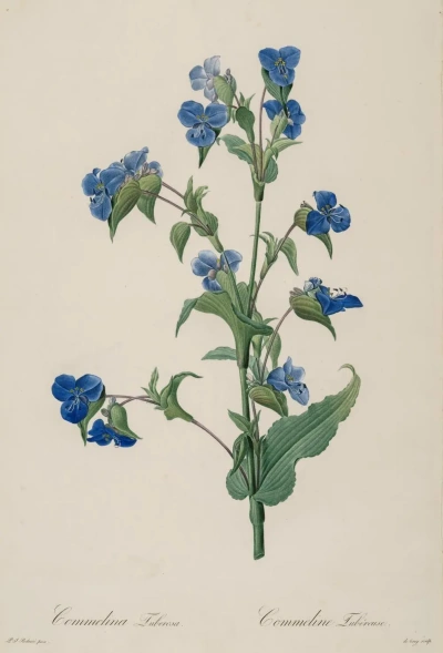 Commeline tuberífero