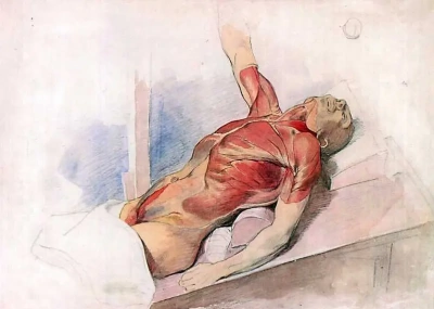 Dibujo anatomico