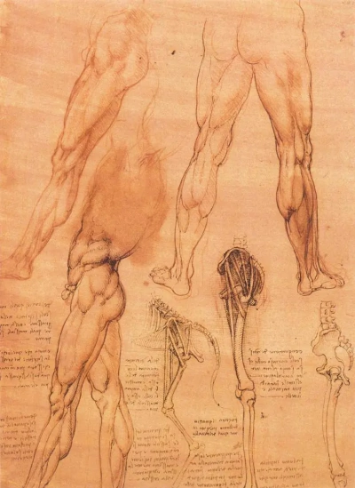 Dibujos anatómicos de pies humanos y patas de caballo