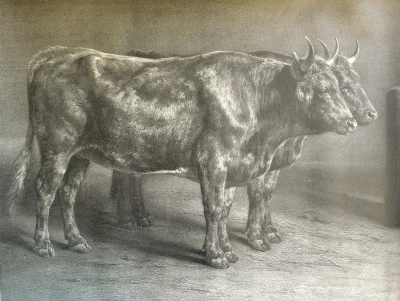 Dos toros en el perfil.