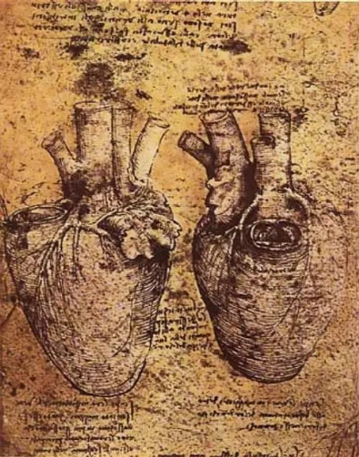 El corazón y sus vasos.