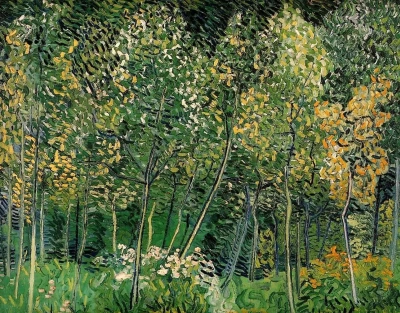 El sotobosque