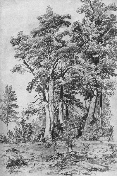 En el bosque