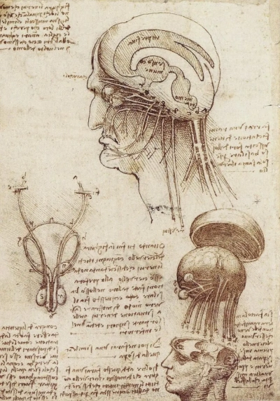 Estudio del cerebro humano.