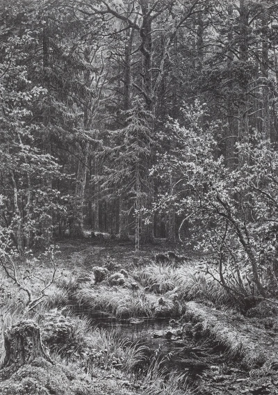 Forest swamp
