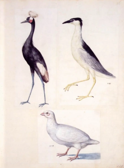 Grulla Coronada