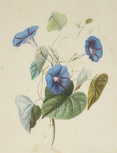 Ipomoea (Correhuela)