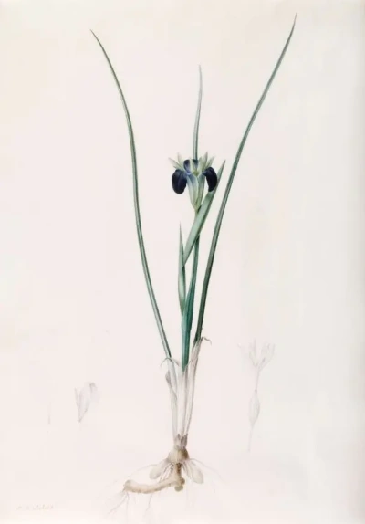 Iris tuberose. "Lily"