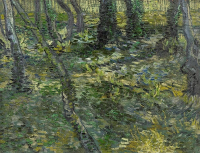 Ivy in the forest
