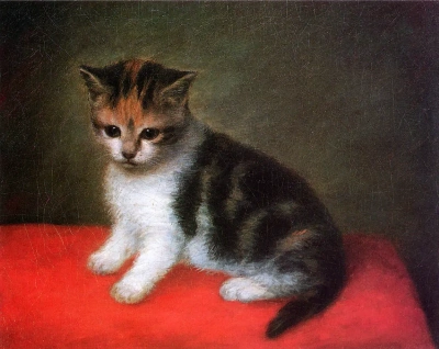 Kitten miss Ann white