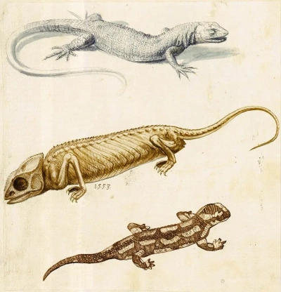 Lagarto