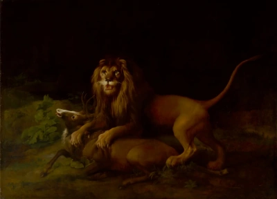León atacando a un ciervo