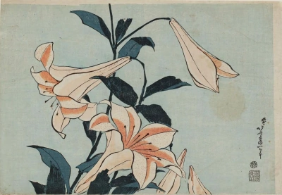 Lily