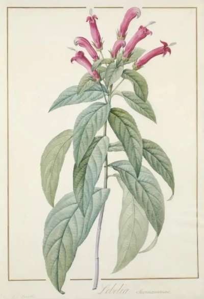 Lobelia Surinam