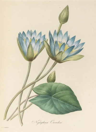 Loto azul "Selección de las flores más bellas"