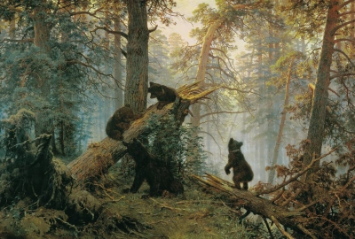 Mañana en un bosque de pinos