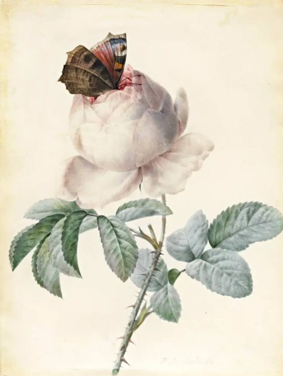 Mariposa rosa y pavo real