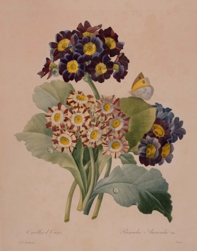 Mariposa y tres flores de primavera. "Selección de las flores más hermosas"