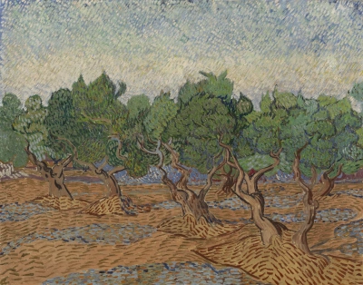 Olive grove