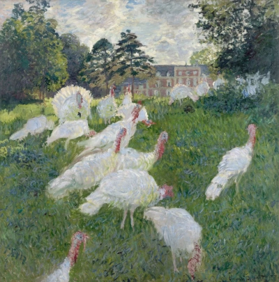 Pavo