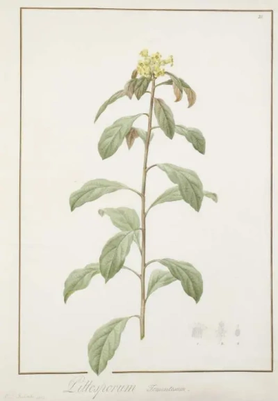 Pittosporum (Smolosemyannik) Tobira