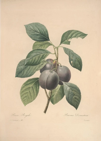 Plum. "Selección de las flores y frutos más hermosos"